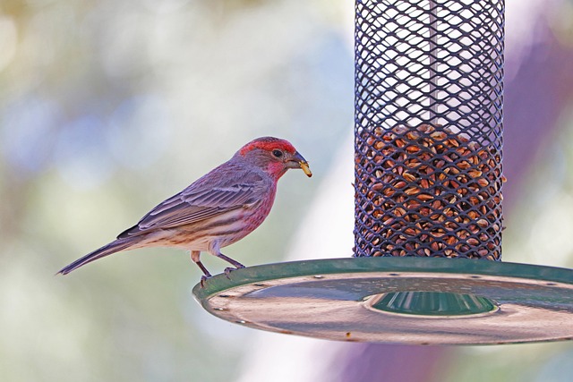 Why a No Mess Bird Feeder is a Game Changer for Your Backyard